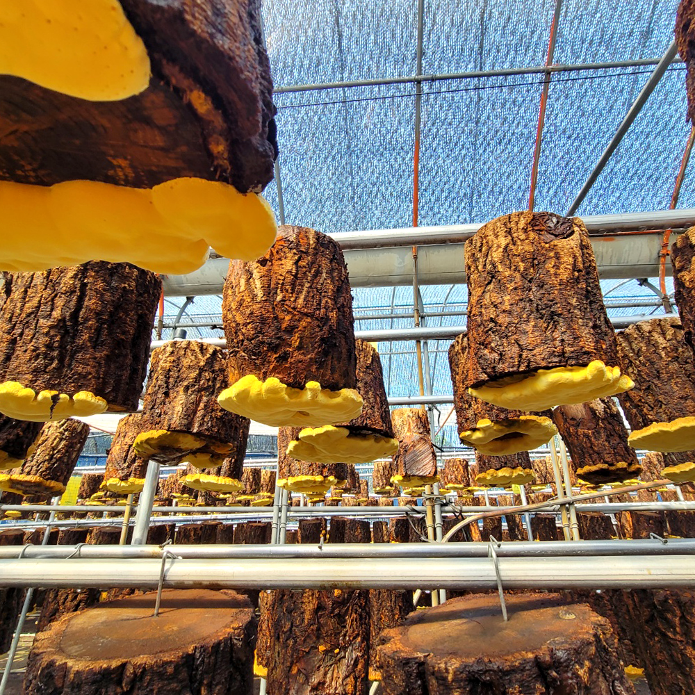 제주산 유기농 상황버섯 선물세트 제주상황버섯 E세트 400g (원물B 절편 200g 2개입)