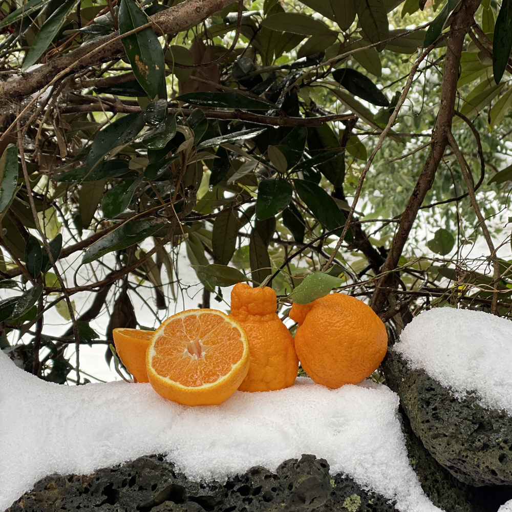 (산지 직송 특가) 고당도 제주 핫딜 한라봉 3kg,5kg,10kg