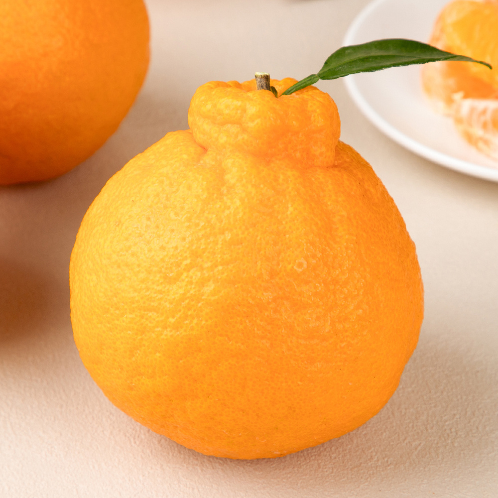 (산지 직송 특가) 고당도 제주 핫딜 한라봉 3kg,5kg,10kg