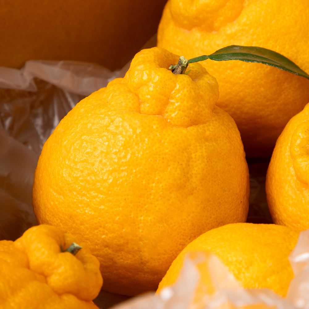 (산지 직송 특가) 고당도 제주 핫딜 한라봉 3kg,5kg,10kg