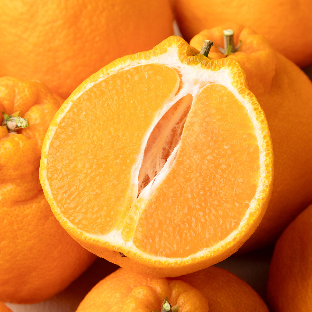 (산지 직송 특가) 고당도 제주 핫딜 한라봉 3kg,5kg,10kg