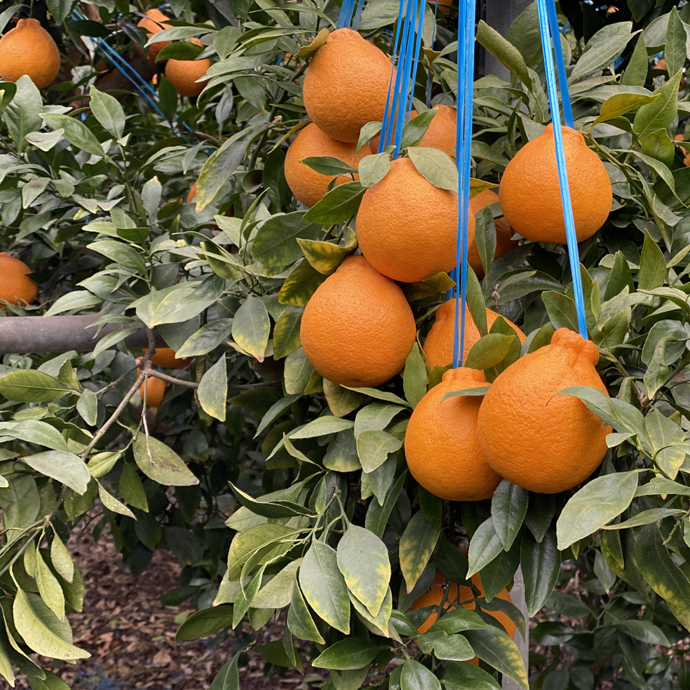 (산지 직송 특가) 고당도 제주 핫딜 한라봉 3kg,5kg,10kg