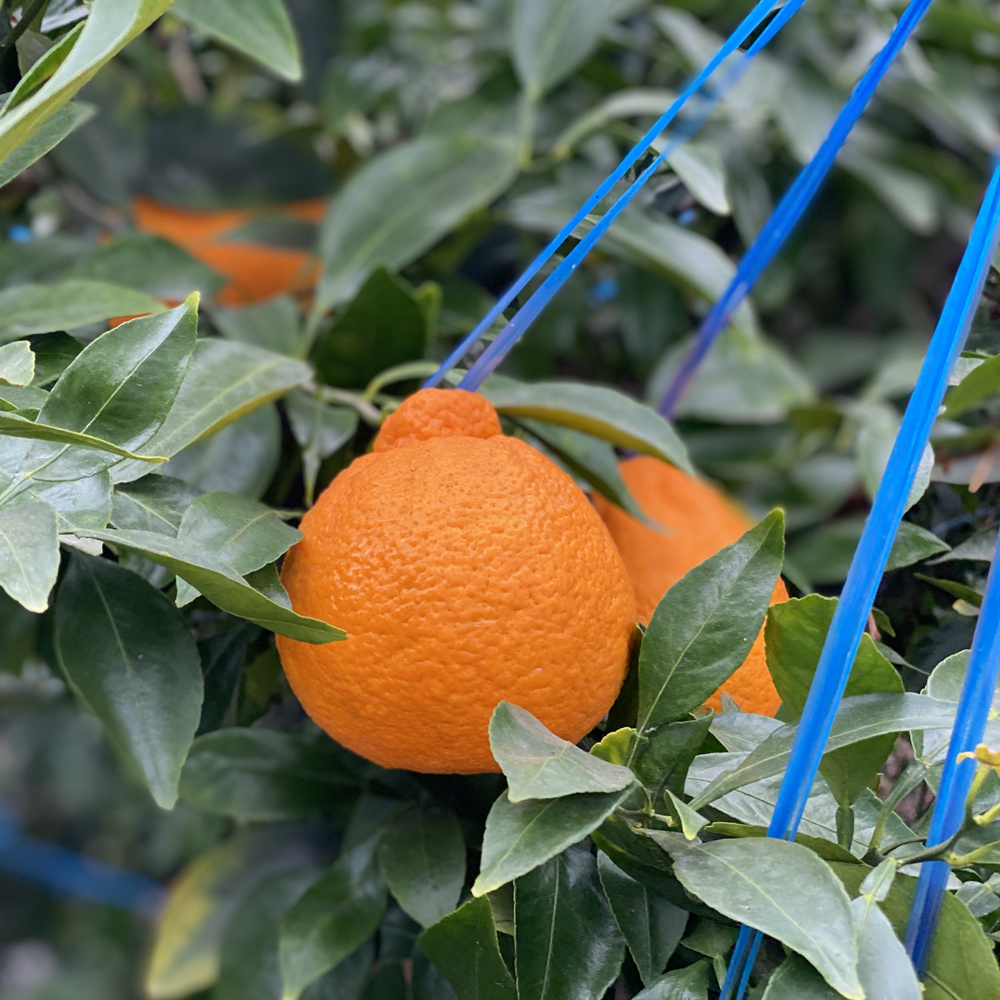 (산지 직송 특가) 고당도 제주 핫딜 한라봉 3kg,5kg,10kg