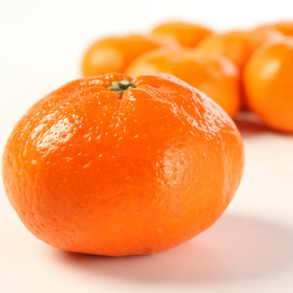 제주 산지 직송 최15Brix 이상 고당도 레드향 중소과 5kg