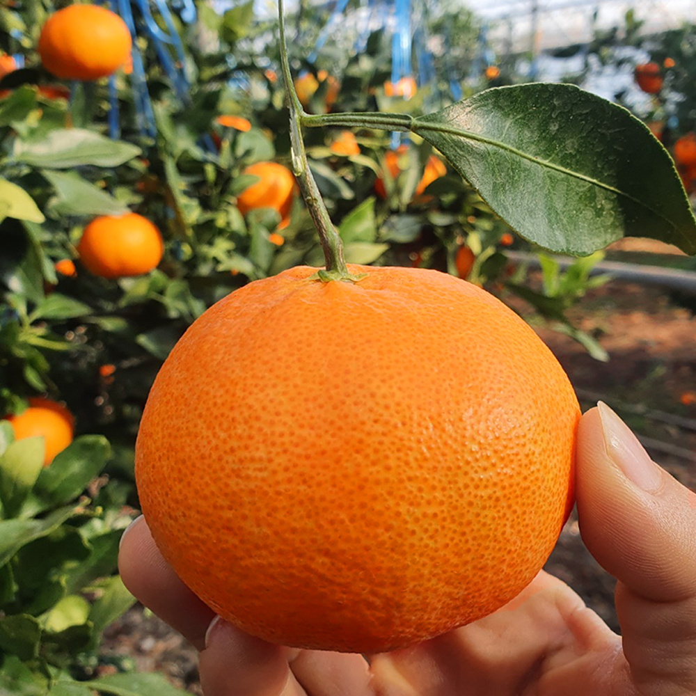 제주 산지 직송 최15Brix 이상 고당도 레드향 중소과 5kg