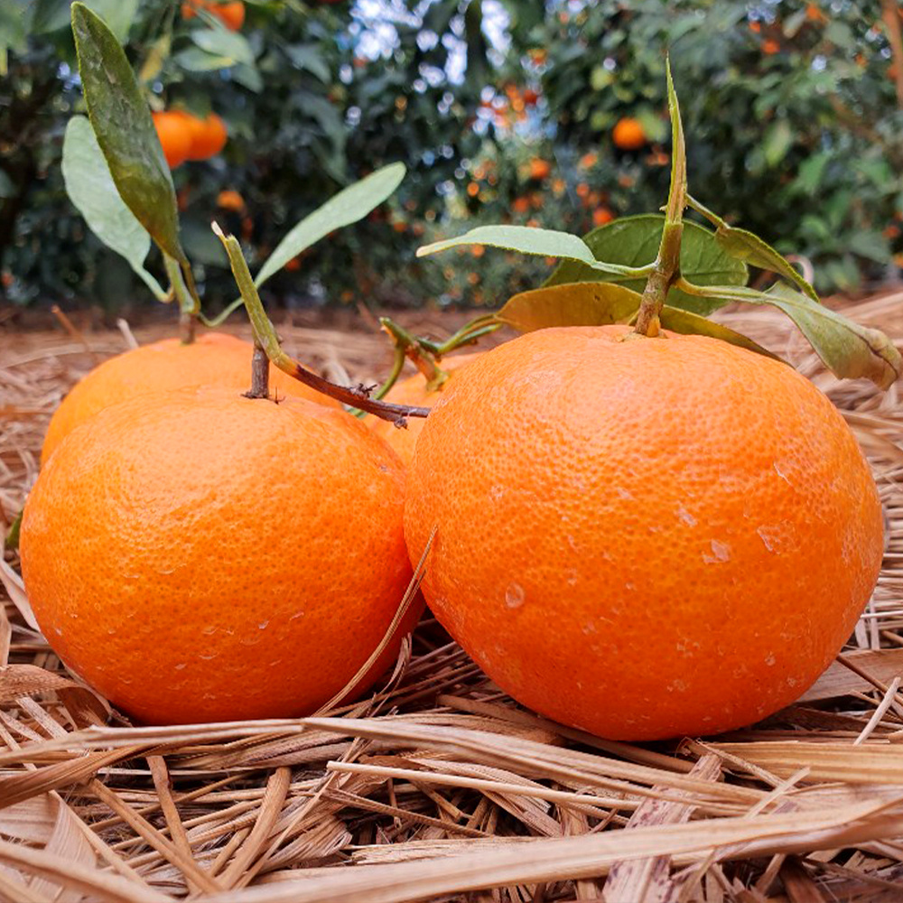 제주 산지 직송 최15Brix 이상 고당도 레드향 중소과 5kg