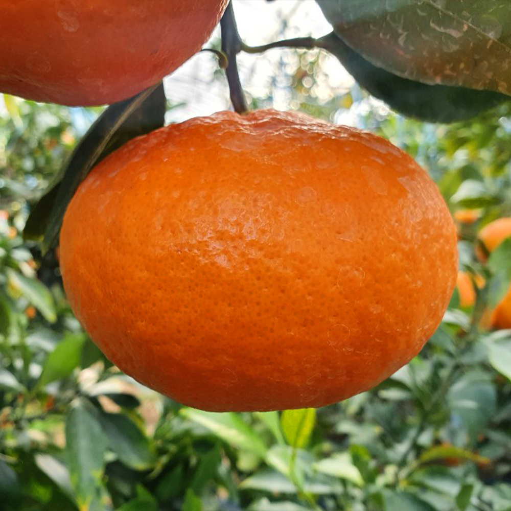 제주 산지 직송 최15Brix 이상 고당도 레드향 중소과 5kg