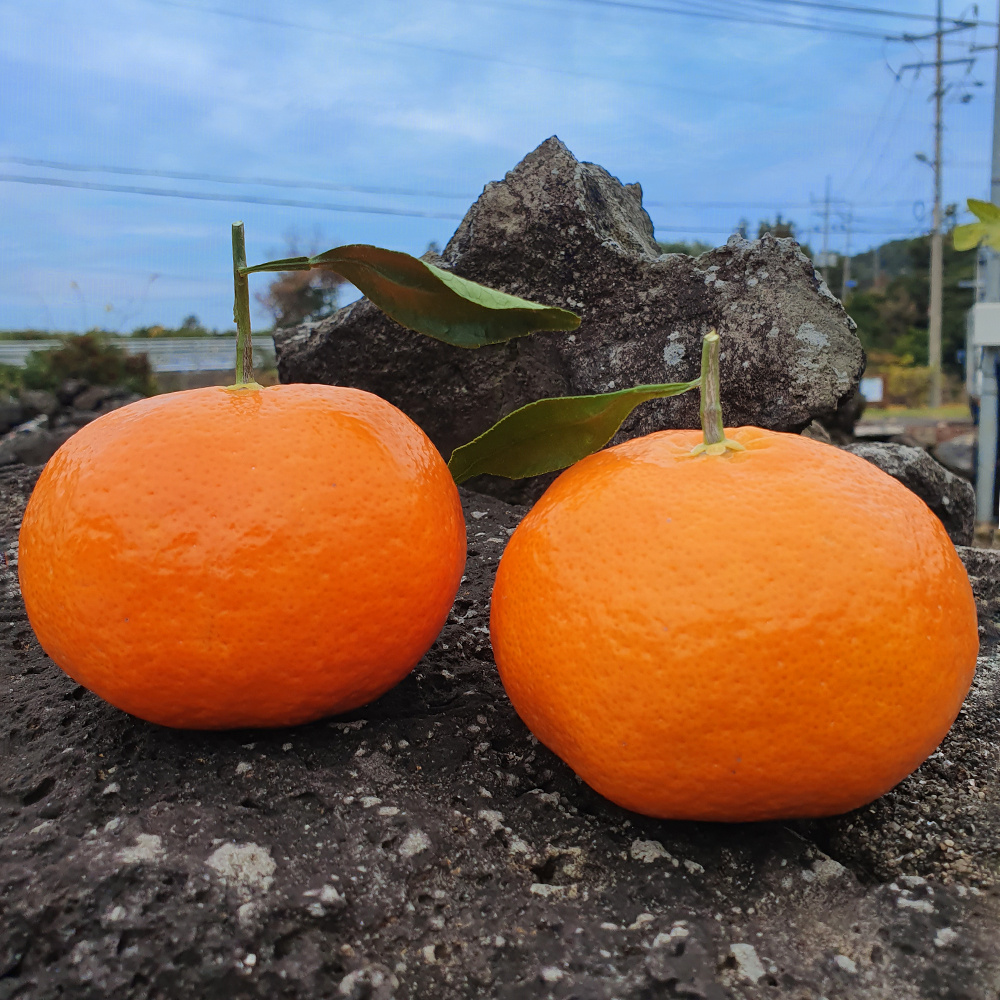 제주 산지 직송 최15Brix 이상 고당도 레드향 중소과 5kg