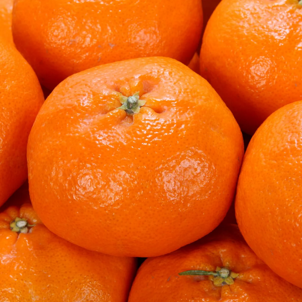 제주 산지 직송 최15Brix 이상 고당도 레드향 중소과 2kg,3kg