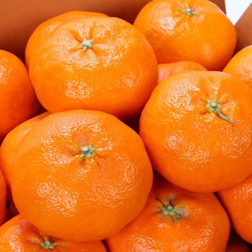 제주 산지 직송 최15Brix 이상 고당도 레드향 중소과 2kg,3kg