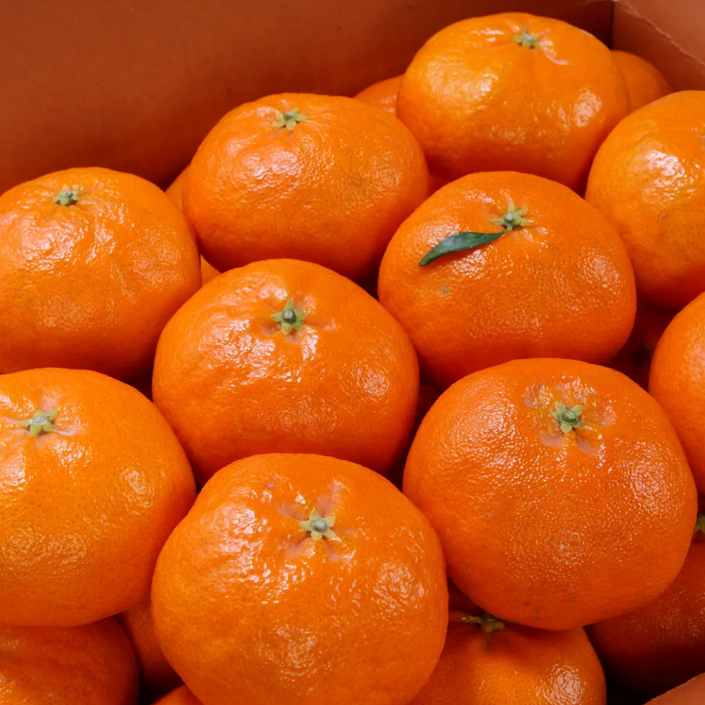 제주 산지 직송 최15Brix 이상 고당도 레드향 중소과 2kg,3kg