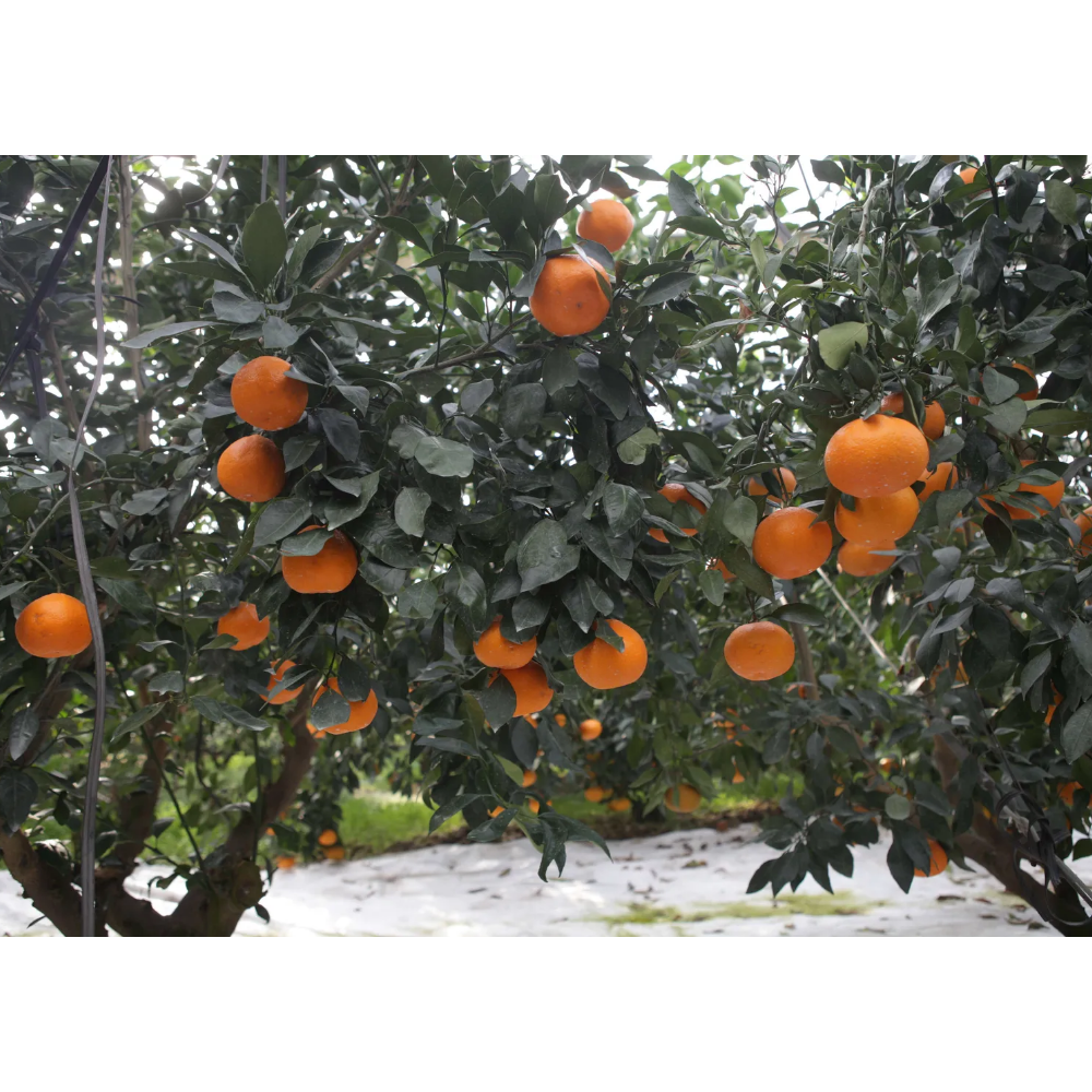 제주 산지 직송 최15Brix 이상 고당도 레드향 중소과 2kg,3kg