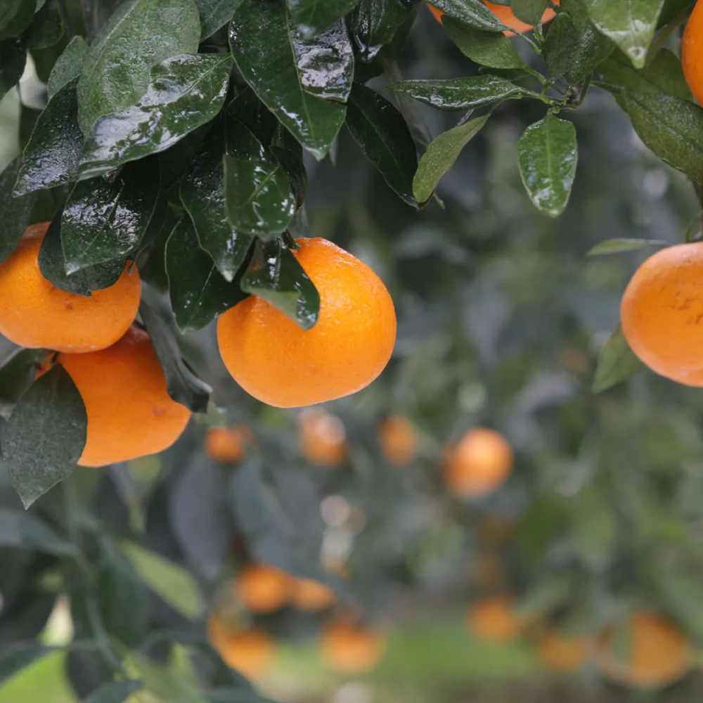 제주 산지 직송 최15Brix 이상 고당도 레드향 중소과 2kg,3kg