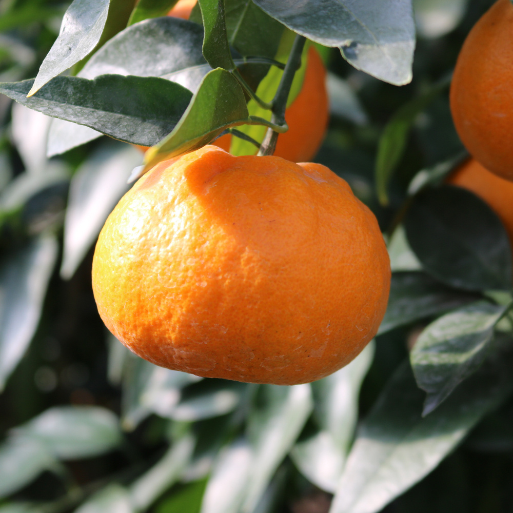 제주명품귤 신품종 고당도 환타맛 윈터프린스  2kg