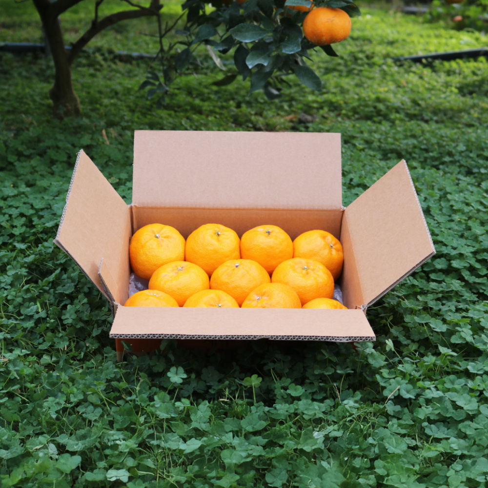 제주명품귤 신품종 고당도 환타맛 윈터프린스  2kg