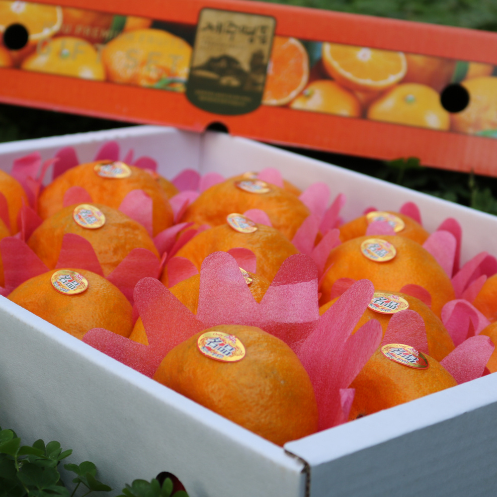 제주명품귤 신품종 고당도 환타맛 윈터프린스 4.5 kg