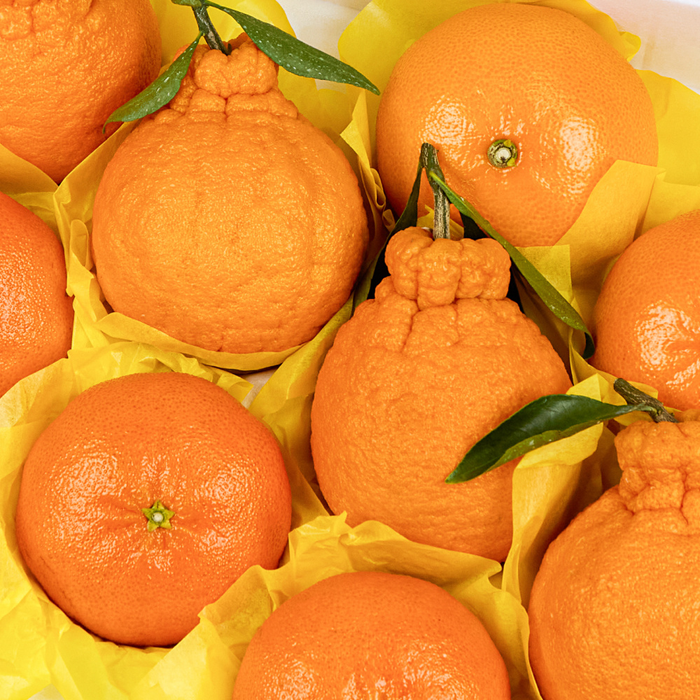 나^제주 샐러드꾸러미