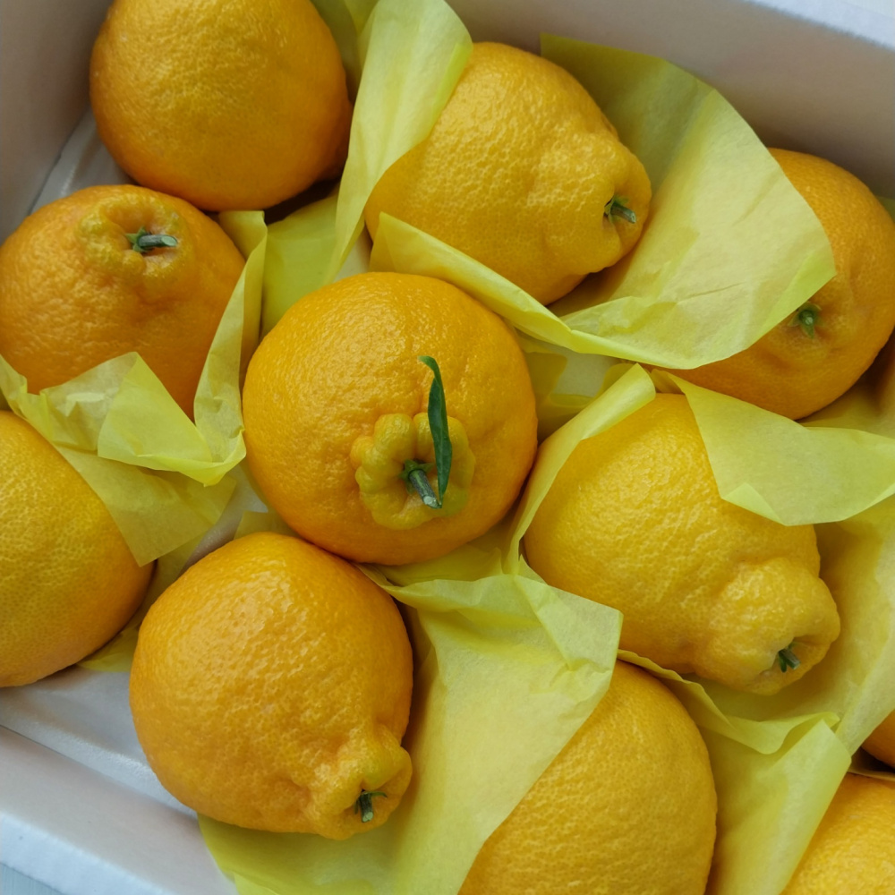 [봄율마켓] 제주 한라봉 가정용 무료배송 2KG 3KG