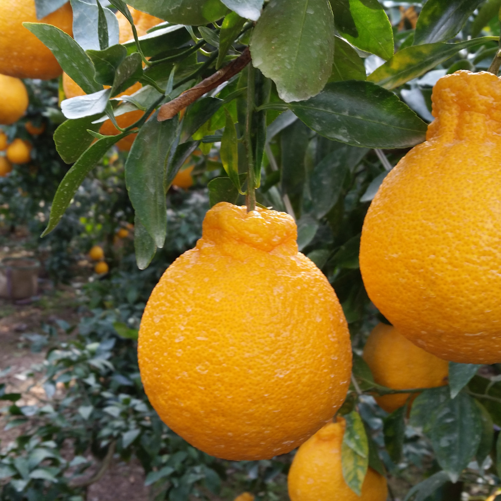 [봄율마켓] 제주 한라봉 가정용 무료배송 2KG 3KG