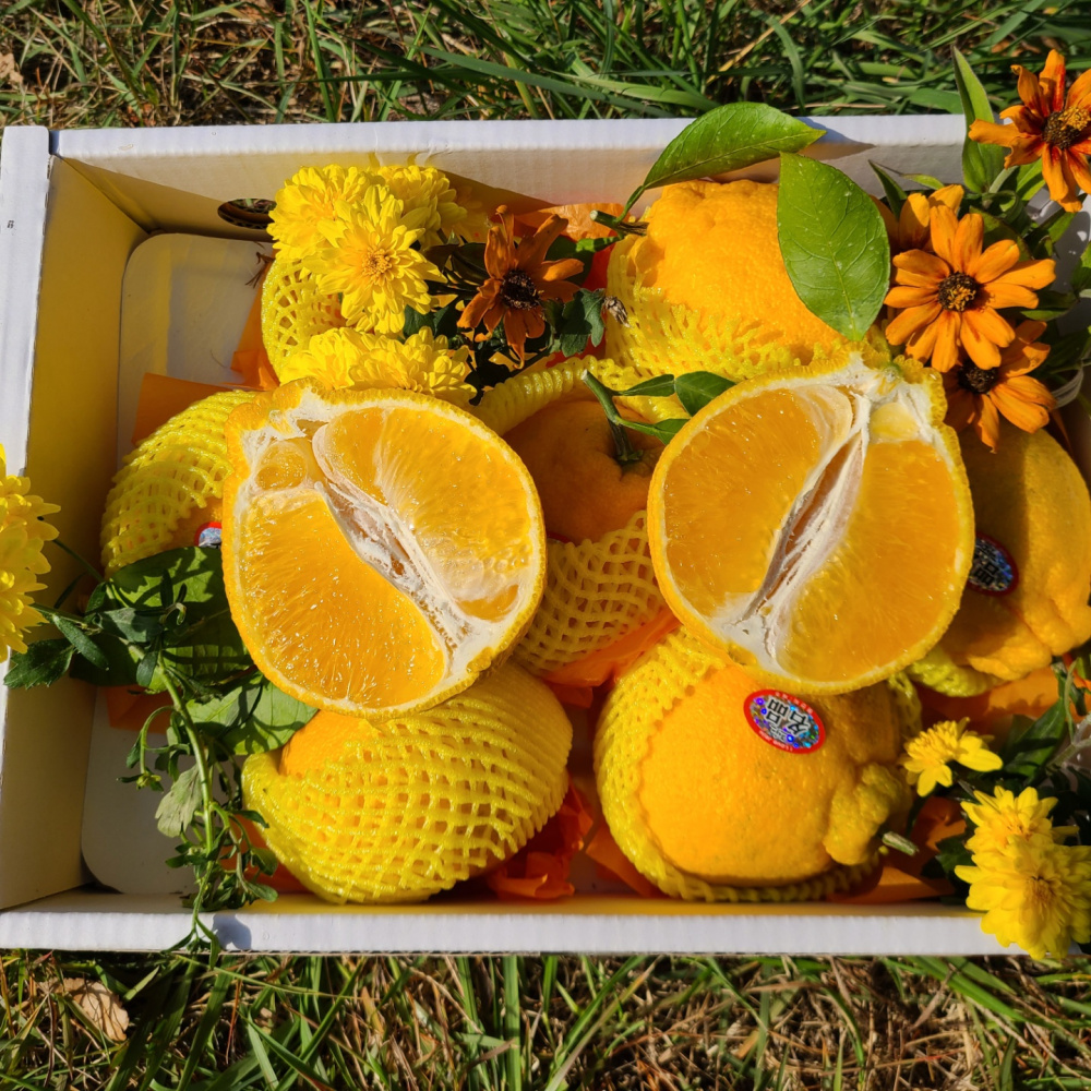 [봄율마켓] 제주 한라봉 가정용 무료배송 5KG