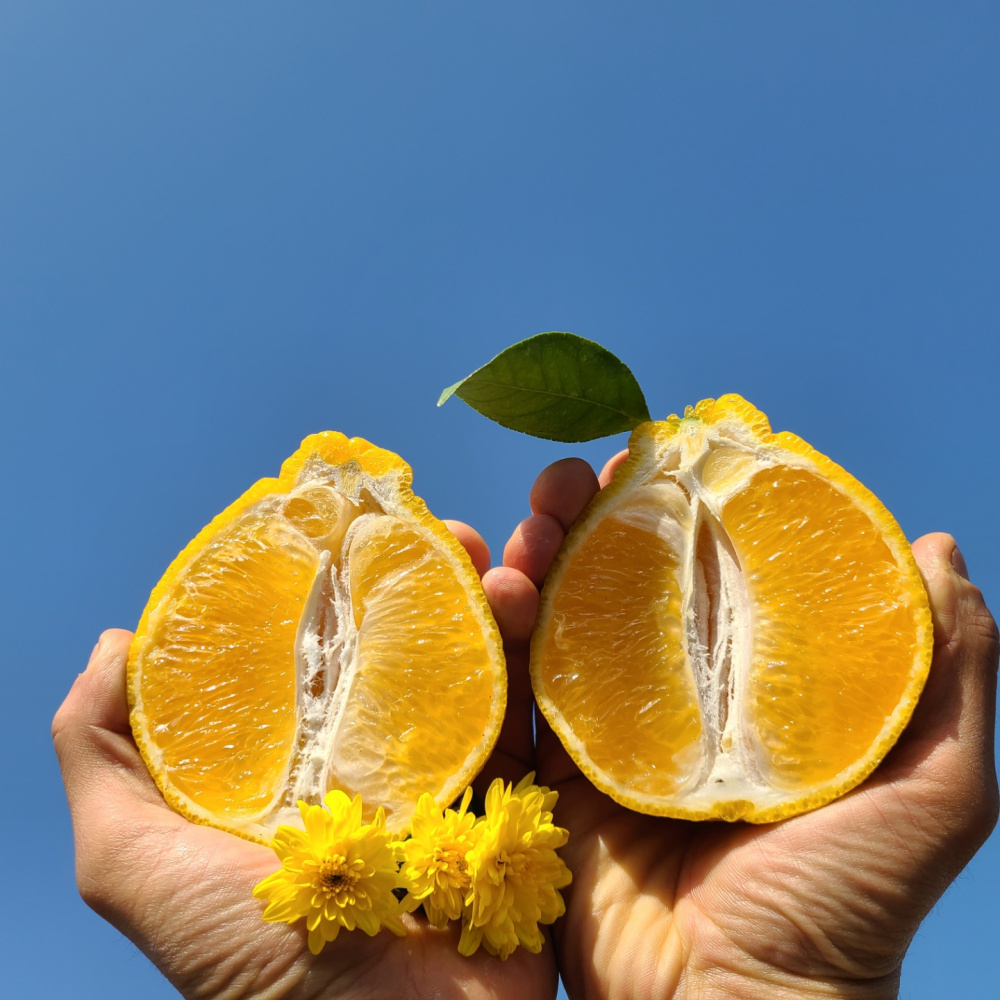 [봄율마켓] 제주 한라봉 가정용 무료배송 10KG