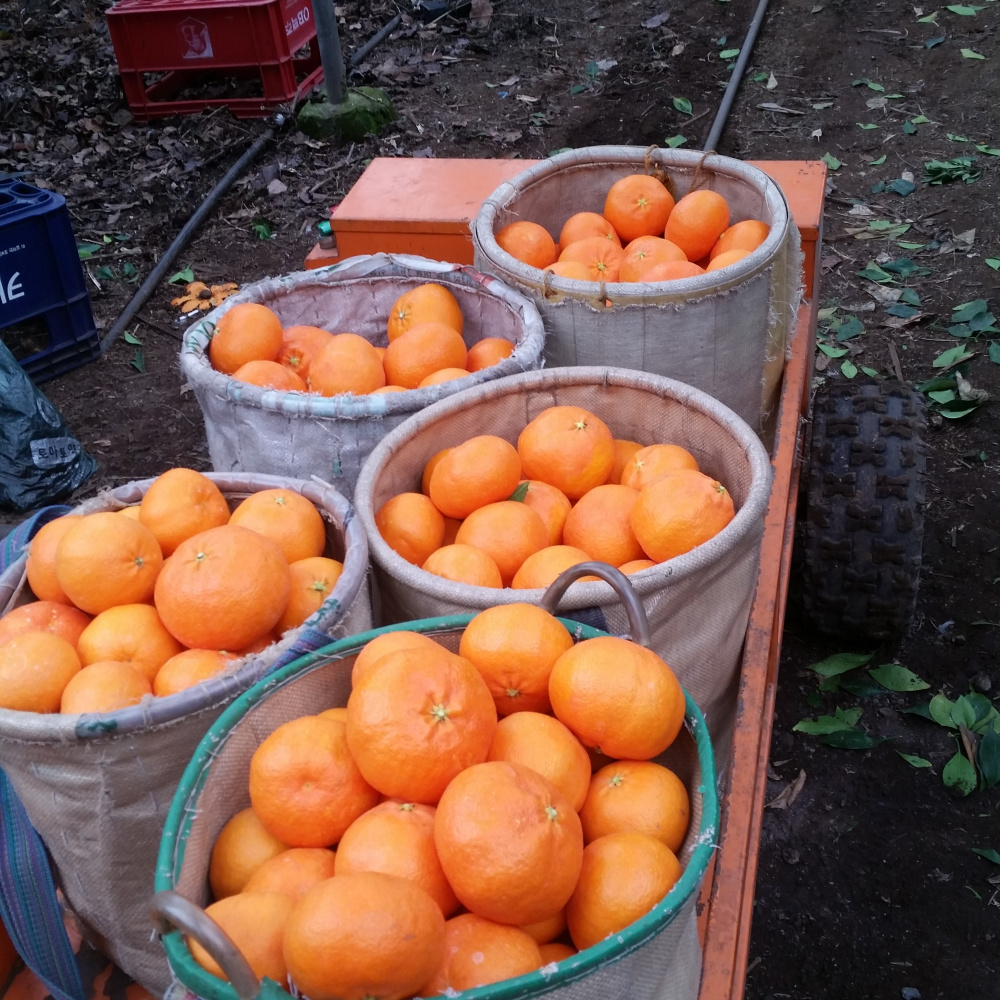 [봄율마켓] 제주 레드향 가정용 무료배송 2KG 3KG