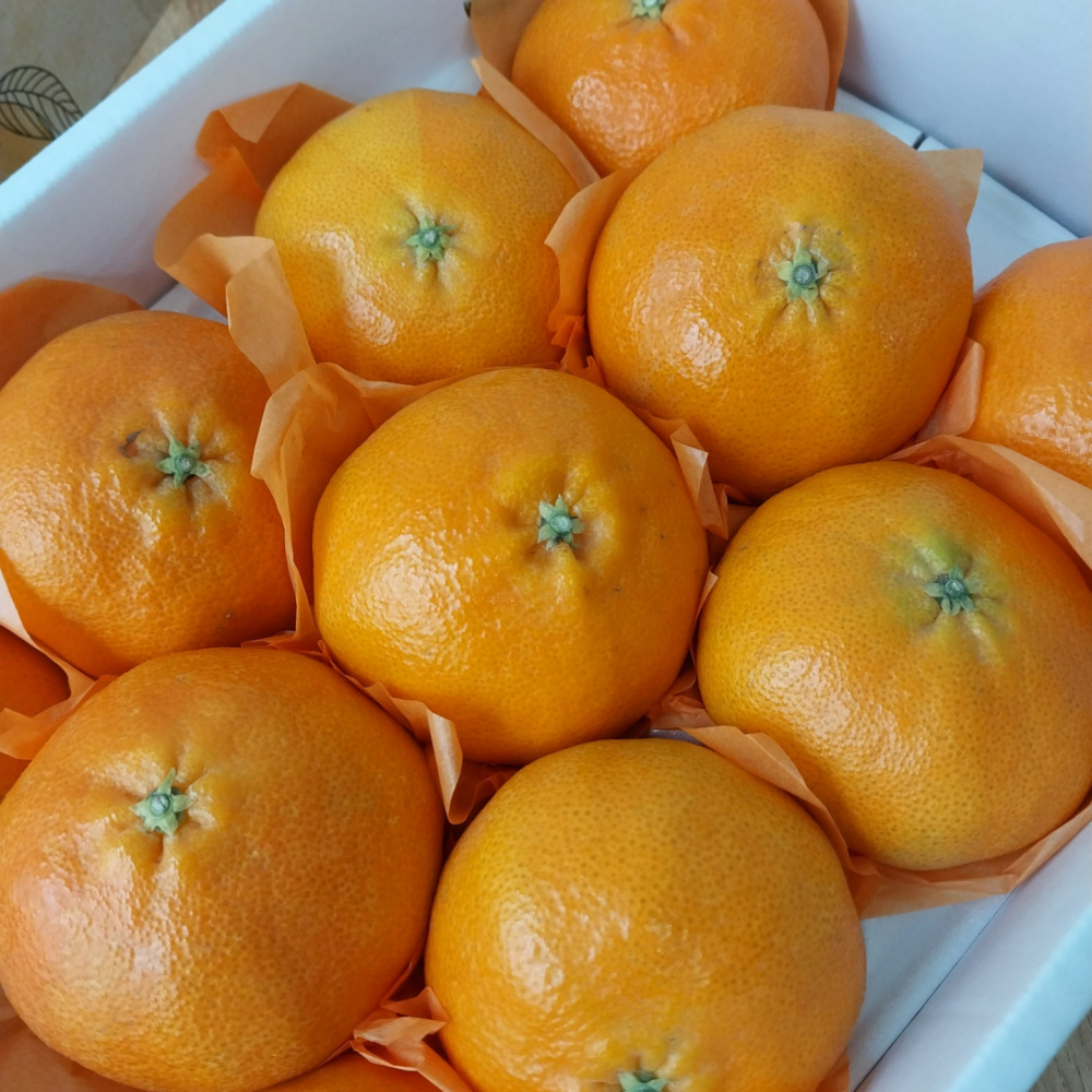 [봄율마켓] 제주 레드향 가정용/선물용 무료배송 5KG