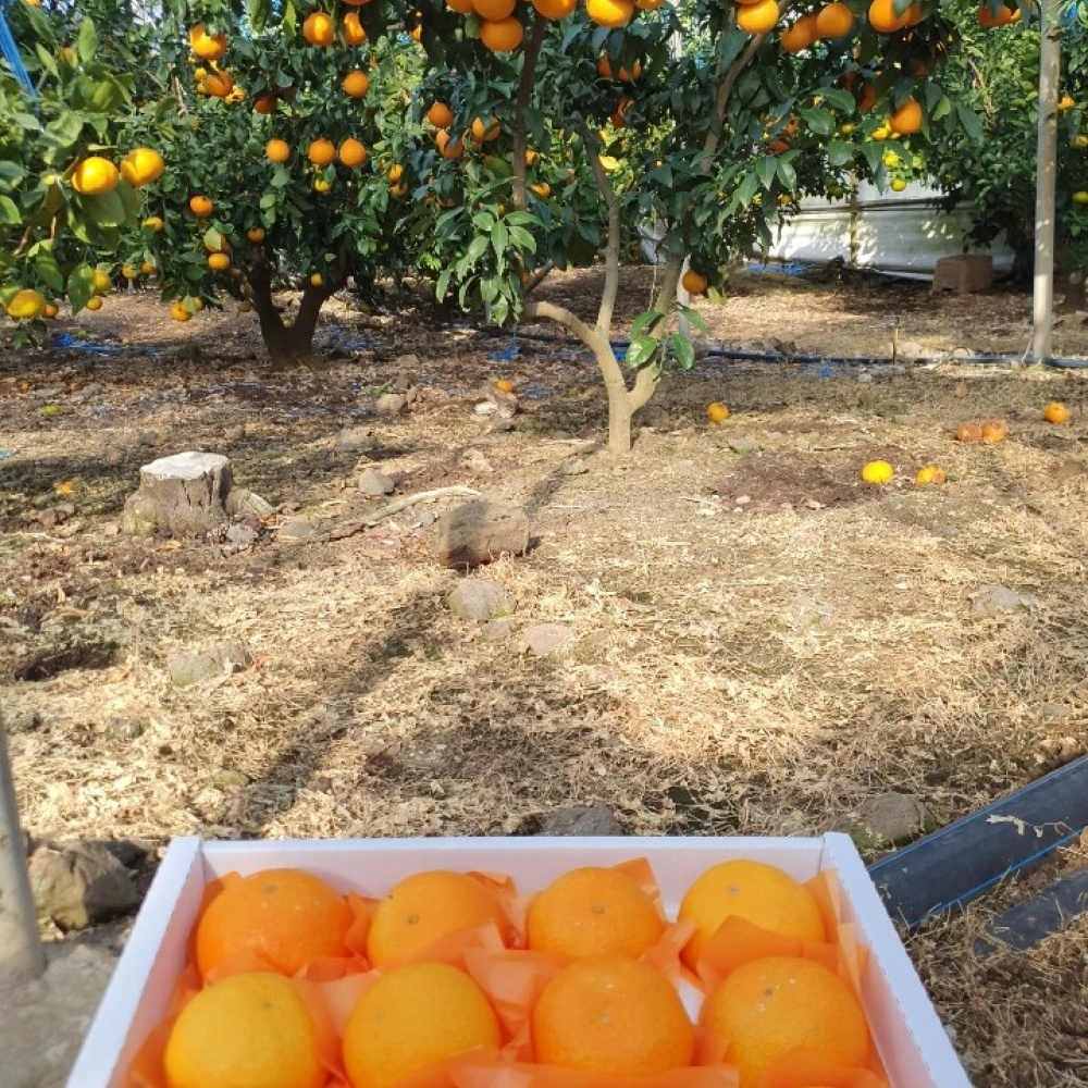 [봄율마켓] 제주 레드향 가정용/선물용 무료배송 5KG