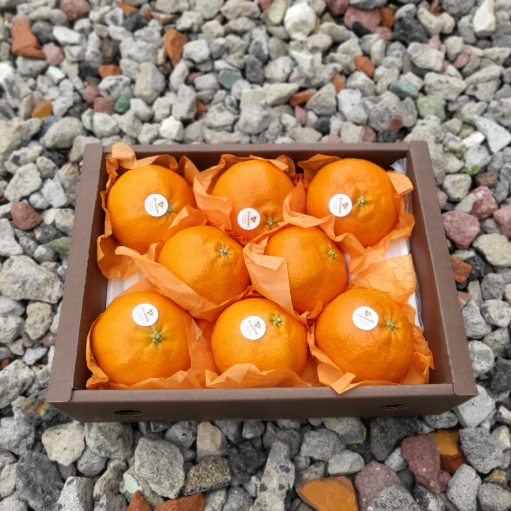 [봄율마켓] 제주 레드향 가정용/선물용 무료배송 5KG