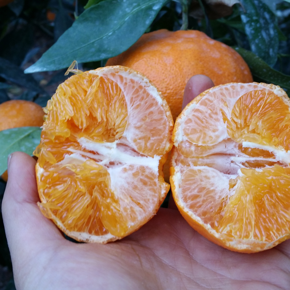 [봄율마켓] 제주 레드향 가정용 무료배송 10KG