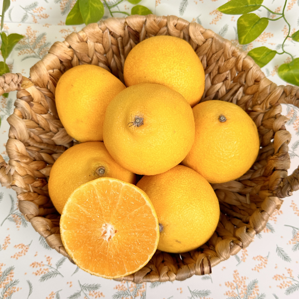 [봄율마켓] 제주 황금향 가정용 무료배송 2KG 3KG