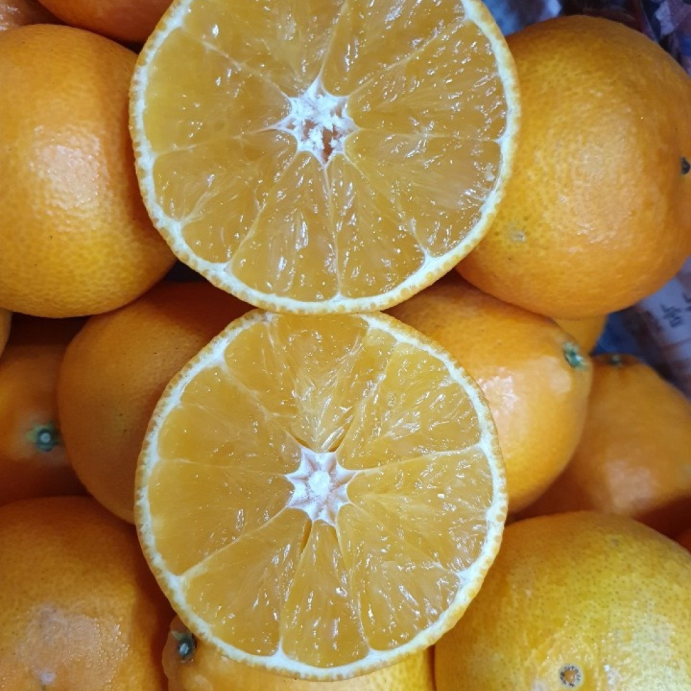 [봄율마켓] 제주 황금향 가정용 무료배송 2KG 3KG