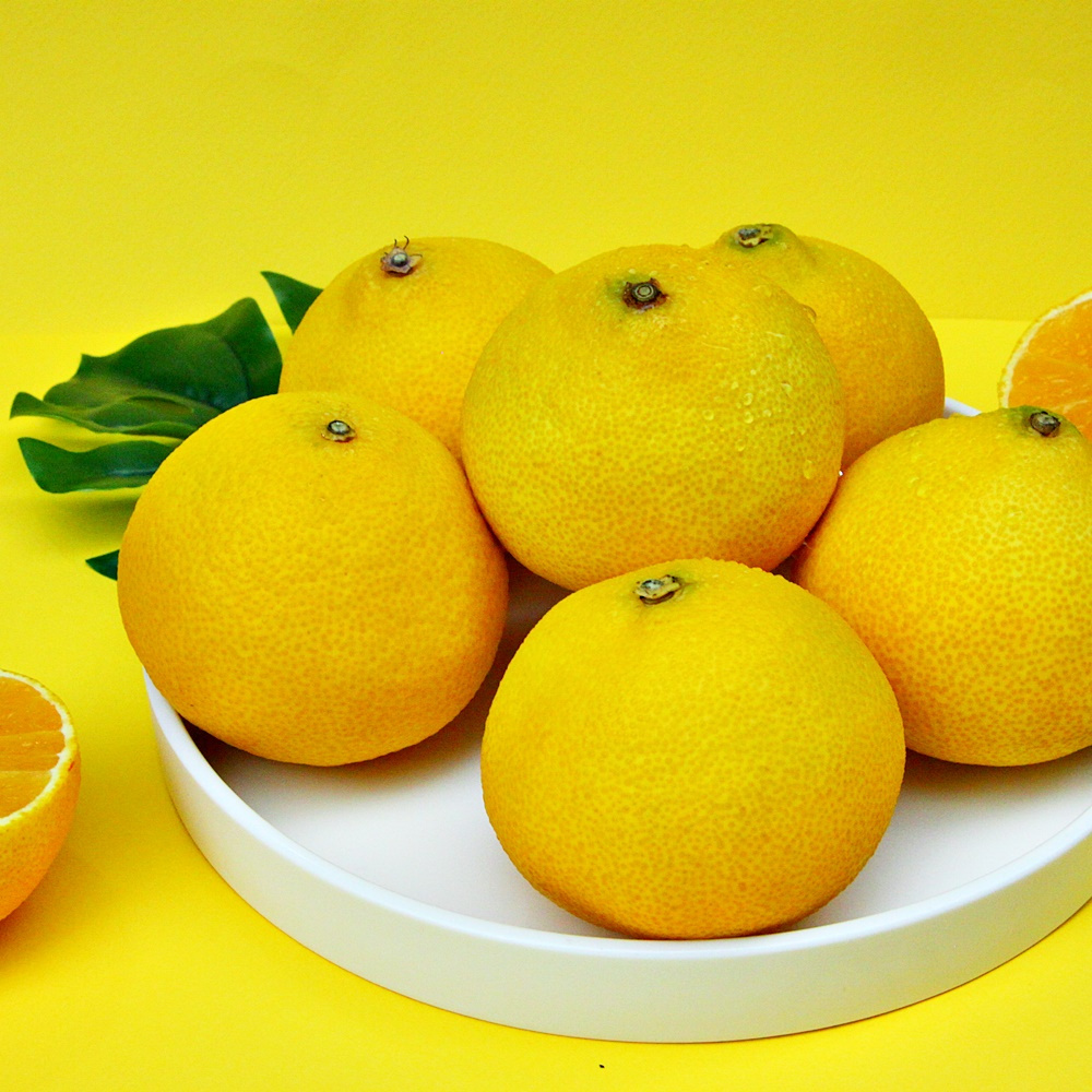 [봄율마켓] 제주 황금향 가정용 무료배송 5KG