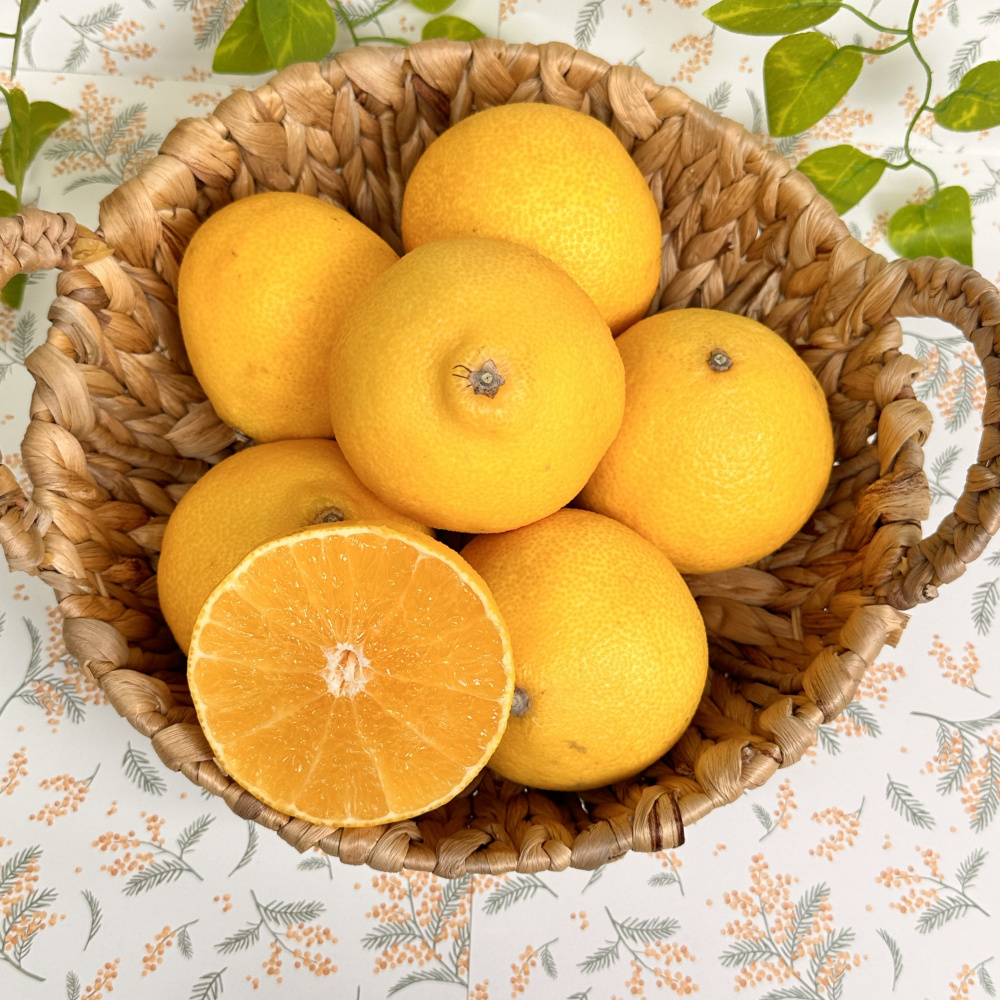 [봄율마켓] 제주 황금향 가정용 무료배송 10KG