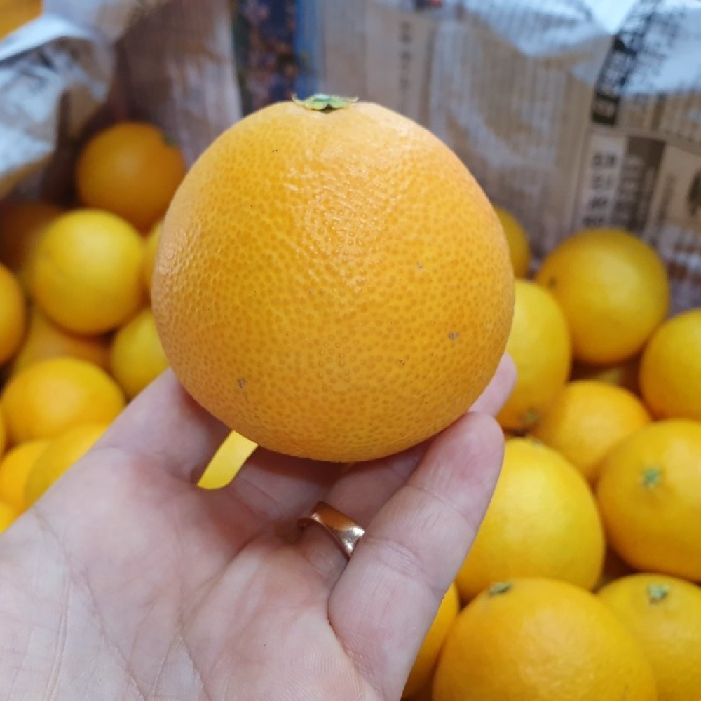 [봄율마켓] 제주 황금향 가정용 무료배송 10KG