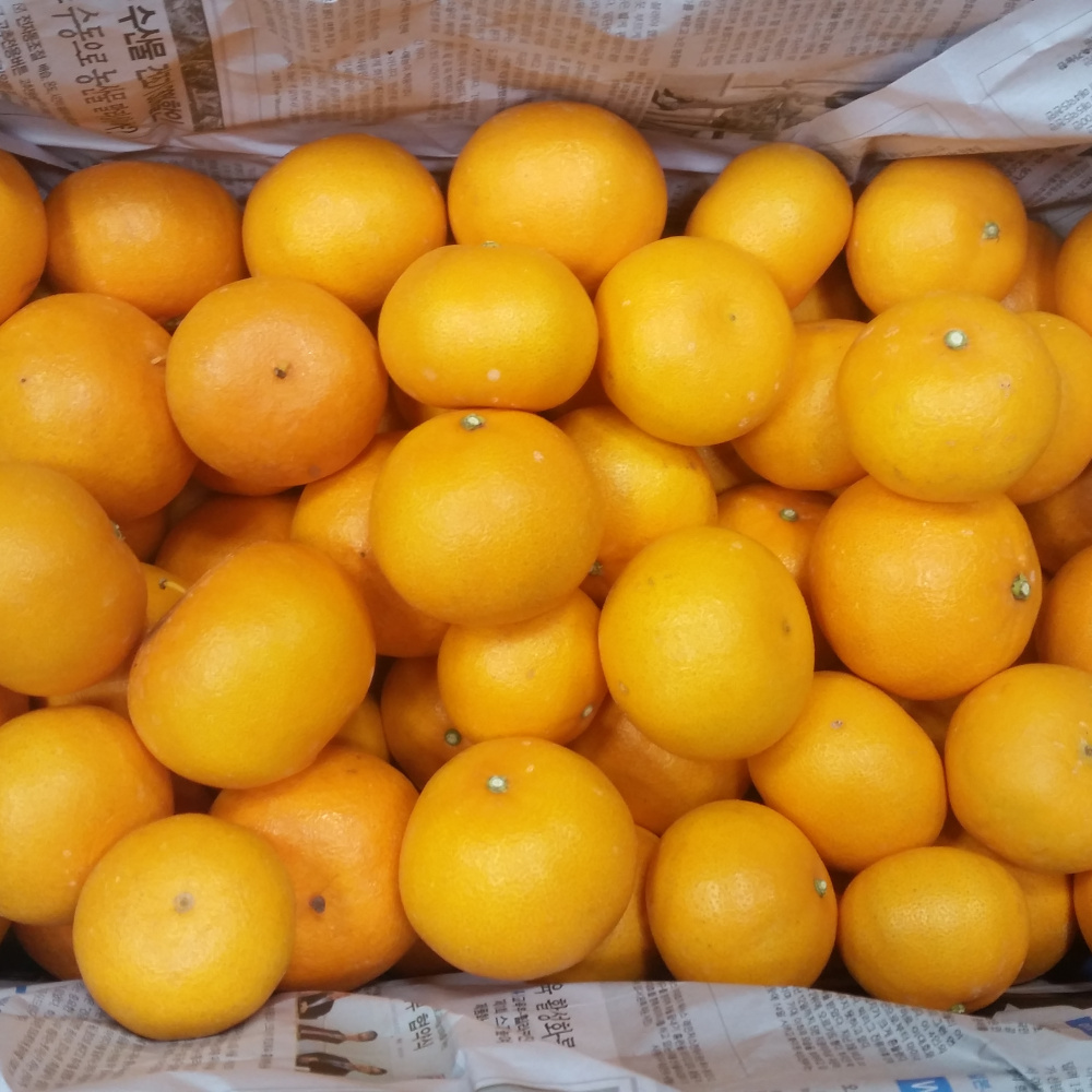 [봄율마켓] 설날선물세트 천혜향 선물용 전국무료배송 5KG