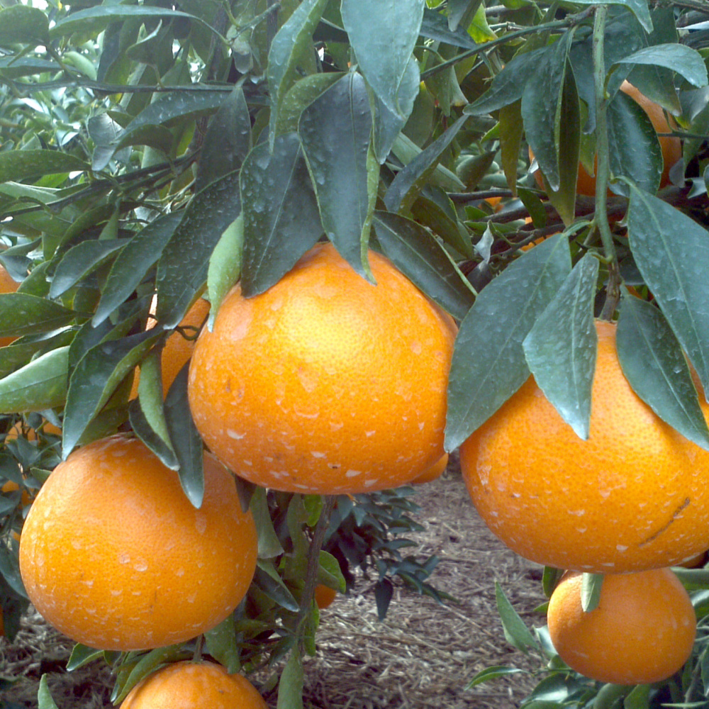 [봄율마켓] 설날선물세트 천혜향 선물용 전국무료배송 5KG