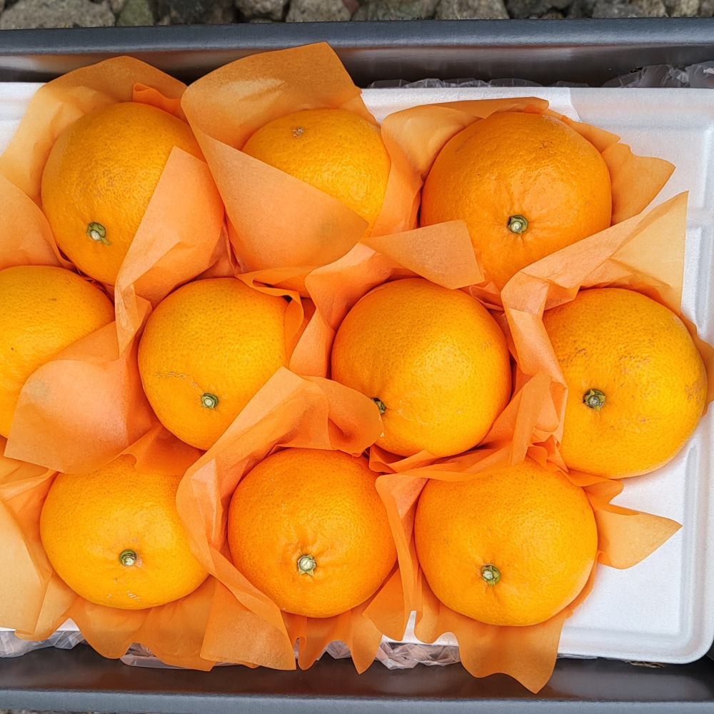 [봄율마켓] 설날선물세트 천혜향 선물용 전국무료배송 2KG 3KG