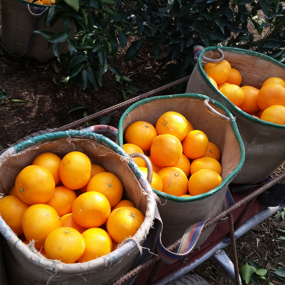 [봄율마켓] 설날선물세트 천혜향 선물용 전국무료배송 2KG 3KG