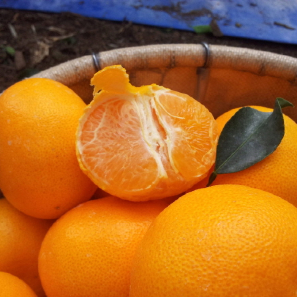 [봄율마켓] 설날선물세트 천혜향 선물용 전국무료배송 2KG 3KG