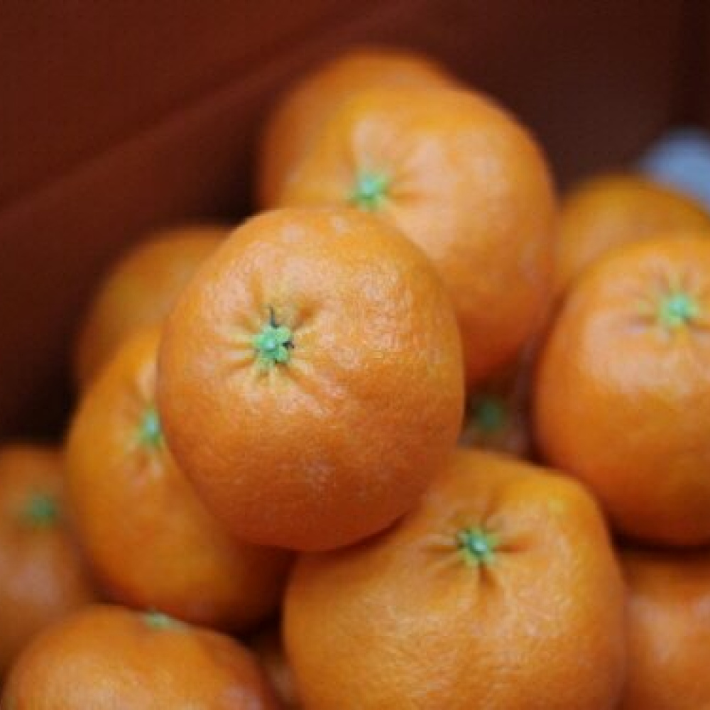 [봄율마켓] 설날선물세트 레드향 선물용 전국무료배송 2KG 3KG