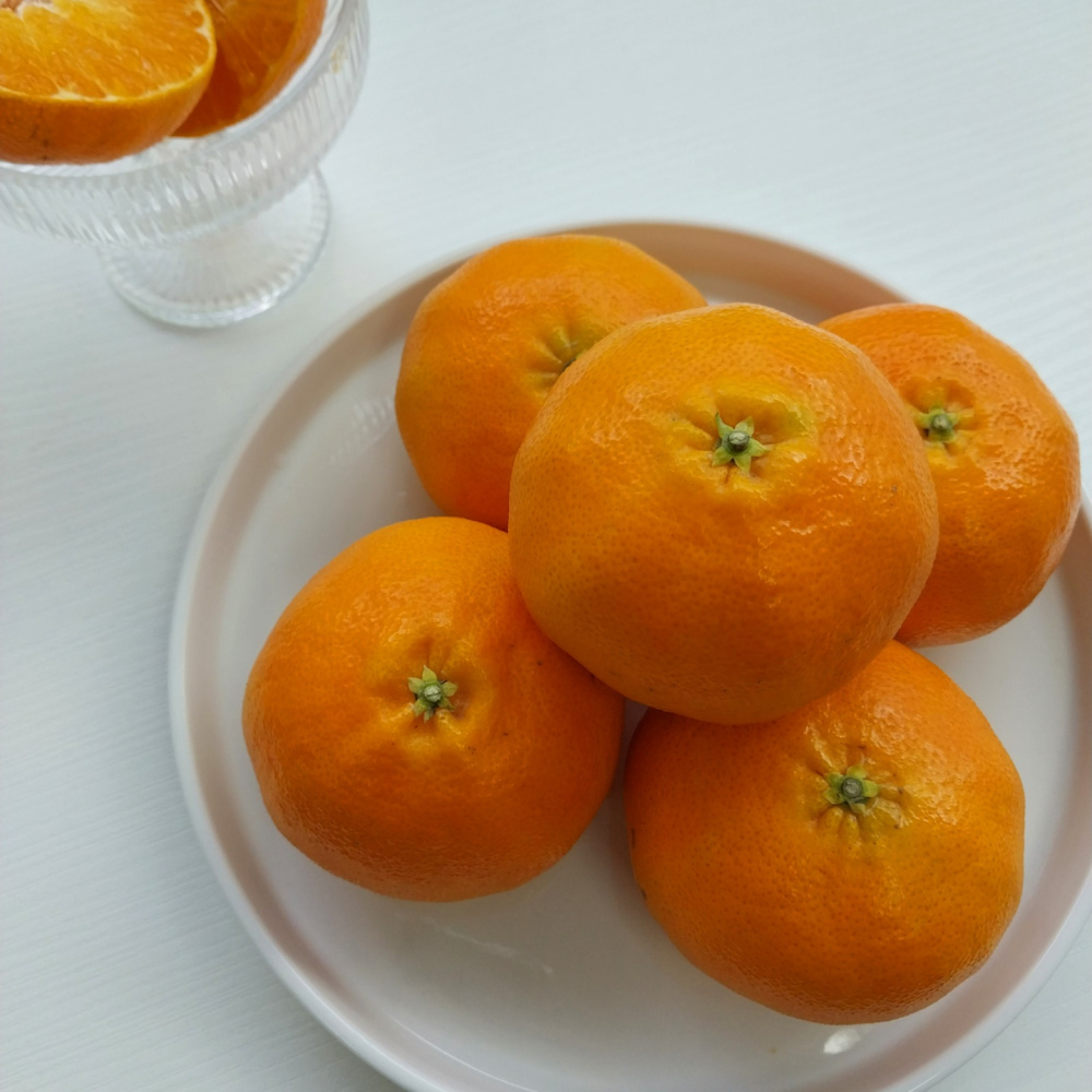 [봄율마켓] 설날선물세트 레드향 선물용 전국무료배송 2KG 3KG