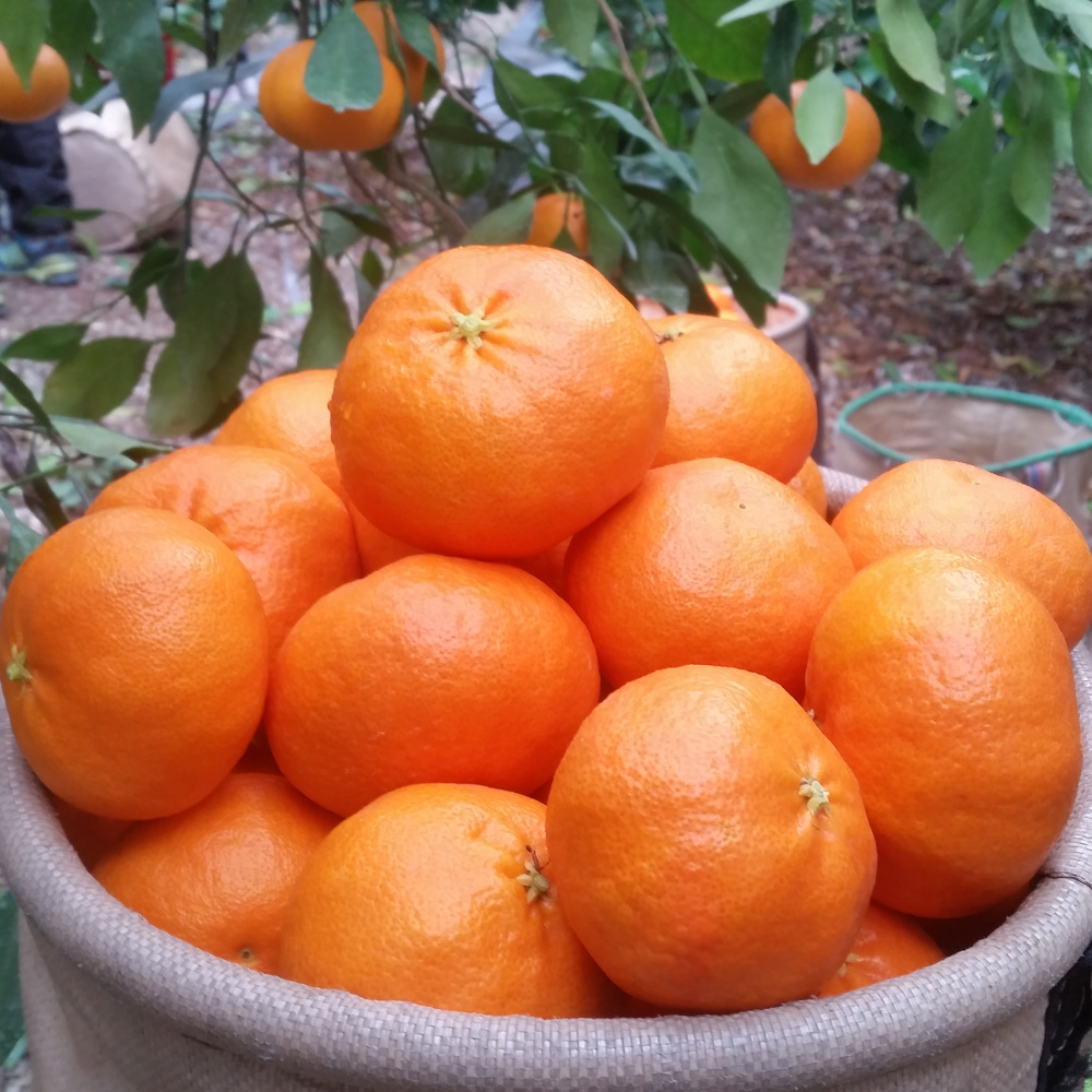 [봄율마켓] 설날선물세트 레드향 선물용 전국무료배송 5KG