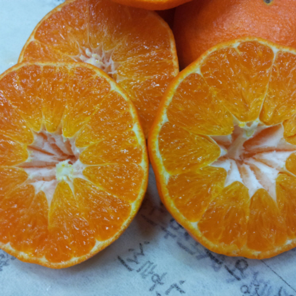 [봄율마켓] 설날선물세트 레드향 선물용 전국무료배송 5KG