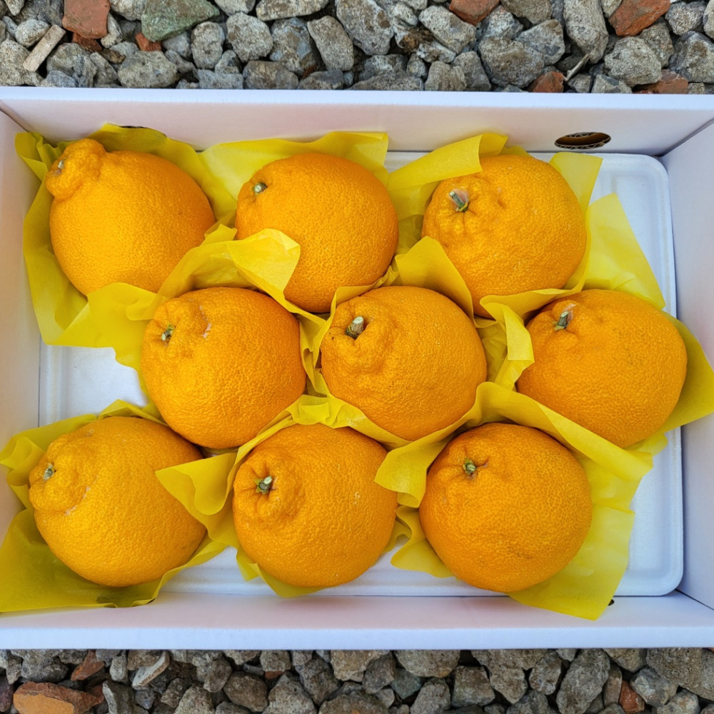 [봄율마켓] 설날선물세트 한라봉(하우스) 선물용 전국무료배송 2KG 3KG