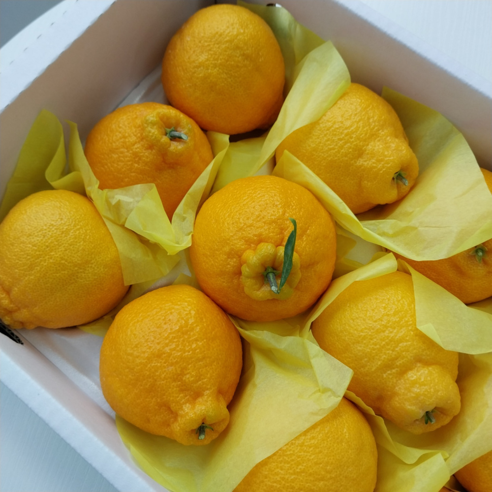 [봄율마켓] 설날선물세트 한라봉(하우스) 선물용 전국무료배송 2KG 3KG