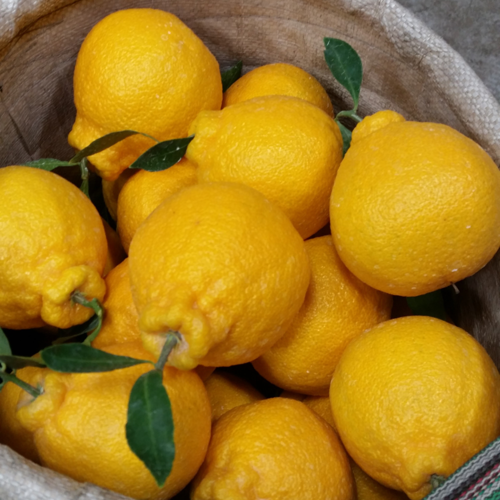 [봄율마켓] 설날선물세트 한라봉(하우스) 선물용 전국무료배송 2KG 3KG