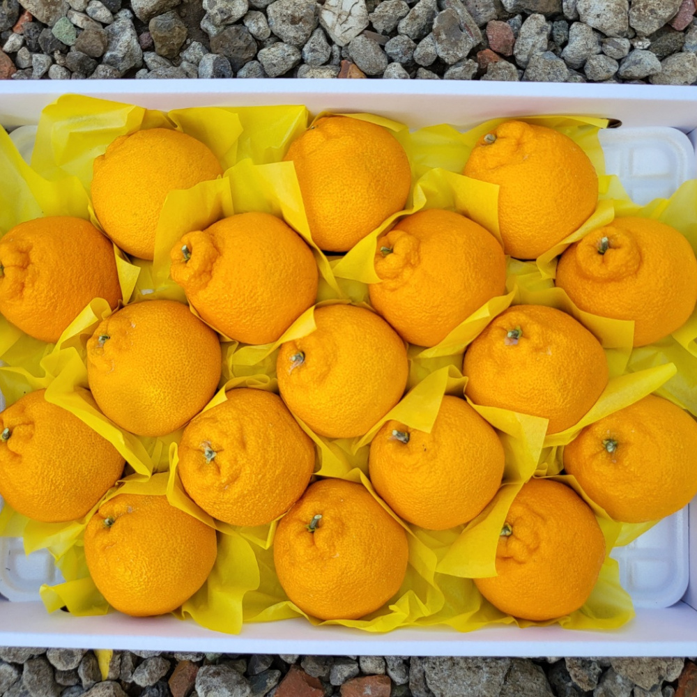 [봄율마켓] 설날선물세트 한라봉(하우스) 선물용 전국무료배송 5KG