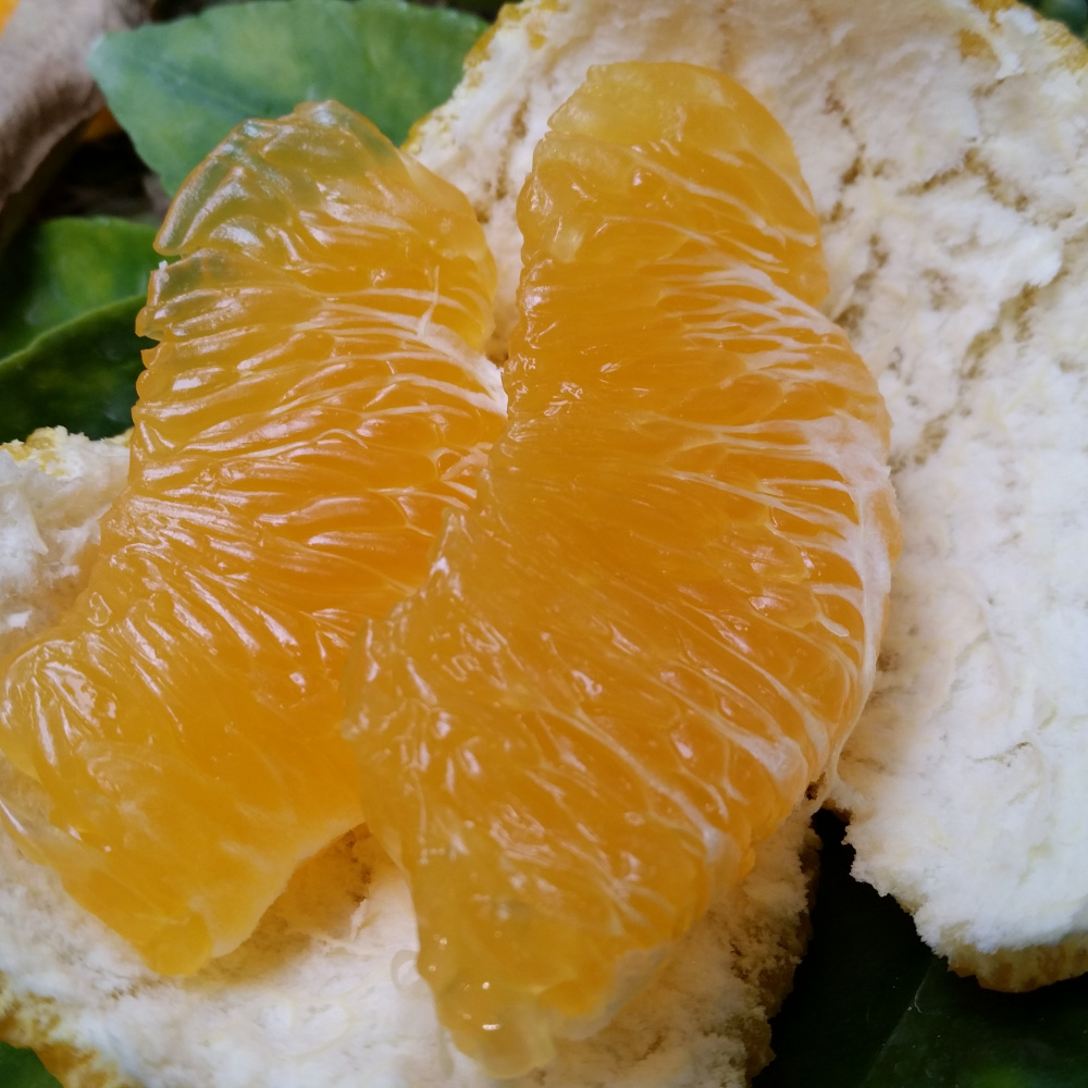 [봄율마켓] 설날선물세트 한라봉(하우스) 선물용 전국무료배송 5KG