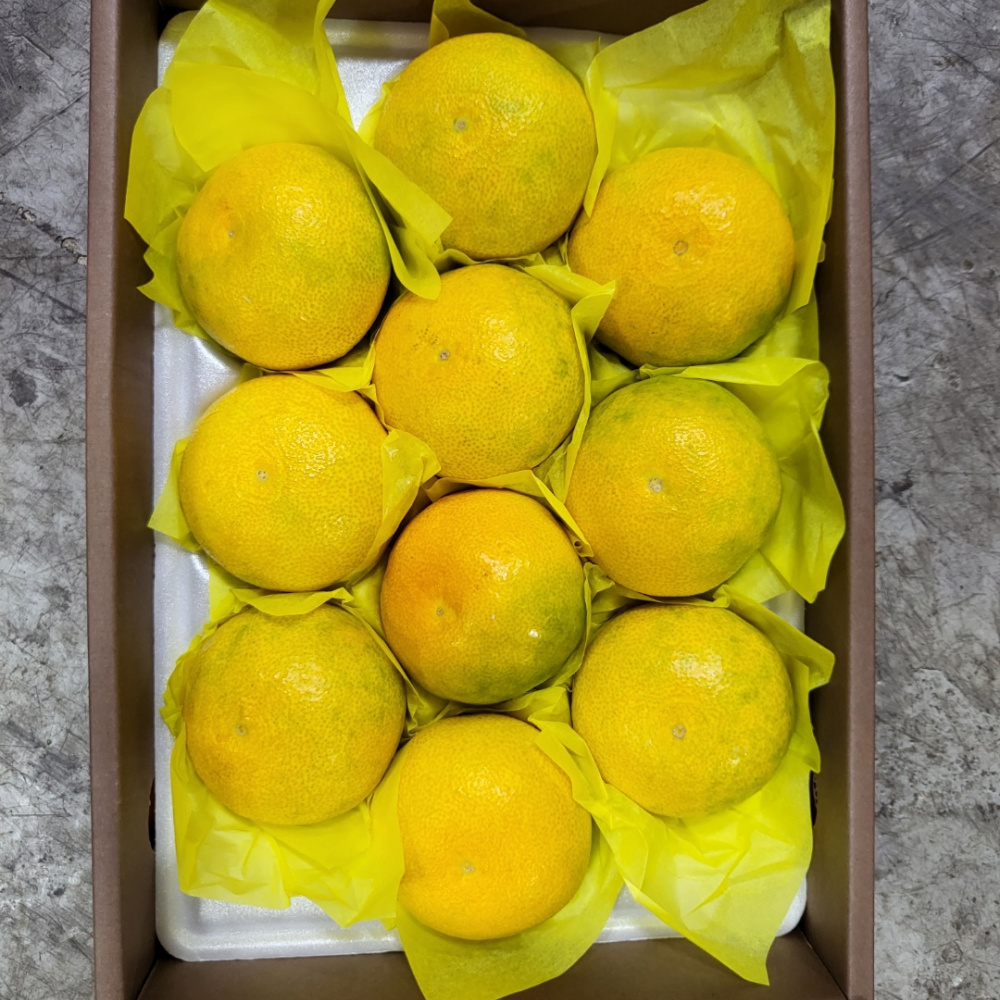 [봄율마켓] 설날선물세트 황금향 선물용 전국무료배송 2KG 3KG